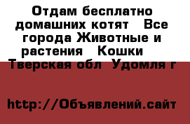 Отдам бесплатно домашних котят - Все города Животные и растения » Кошки   . Тверская обл.,Удомля г.